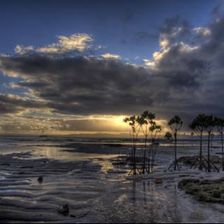 Serene Sunset at the Palm-Fringed Beach