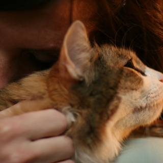 Feline Companionship