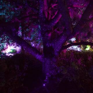 Luminescent Enchantment