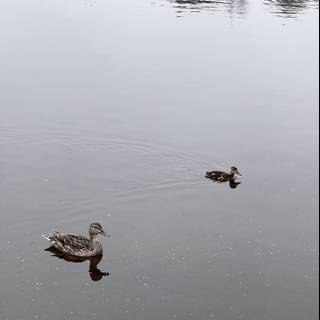 Serene Ducks on Mountain Lake