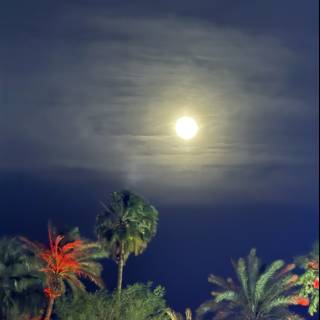 Lunar Serenity Over Palms
