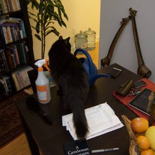The Elegant Black Cat on the Wooden Table