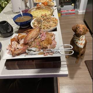 A Canine-Friendly Feast