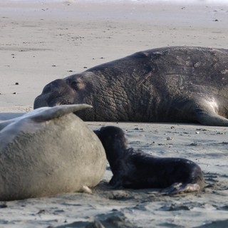 Elephant Seal Family Resting on Drakes Beach