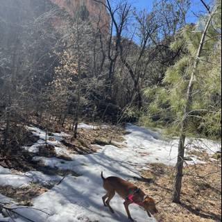 Running Wild in Coconino National Forest