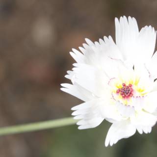 White Daisy Flower with Yellow Center