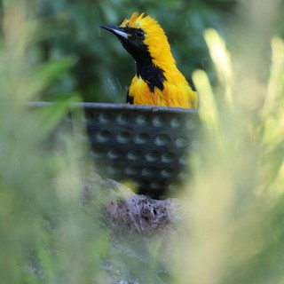 Hooded Oriole Perched Among Garden Foliage