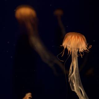 Glowing Sea Creatures
