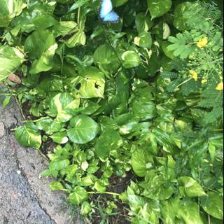 Blue Butterfly in a Garden Oasis