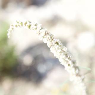 White Flowering Plant amidst Desert Grass