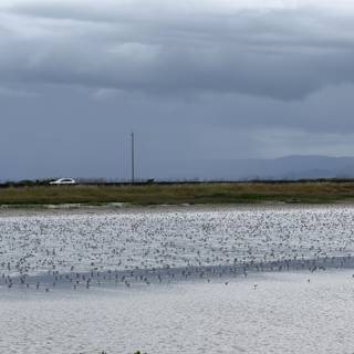 Avian Symphony by the Bay
