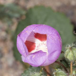 Purple Geranium Flower with White Center