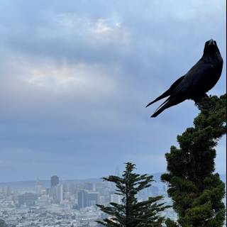 Urban Birdwatcher