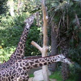 Giraffe Pals at the Zoo