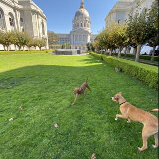 Running Puppers in front of the Capitol