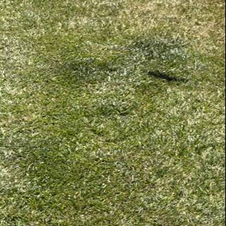 A Flight Above the Field