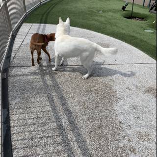 Canine and Feline Fun in the California Sun