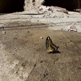 Grounded Butterfly