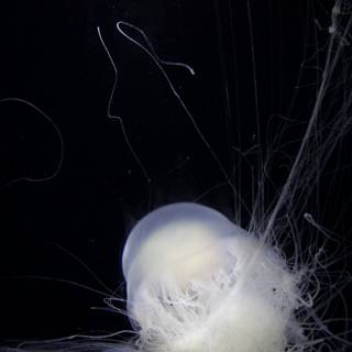 Ethereal Depths: The Enigma of the Jellyfish