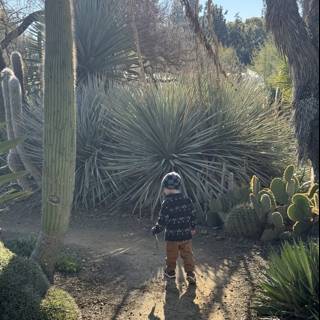 Wander Through the Cacti