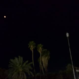 Night Flight Over Palm Trees