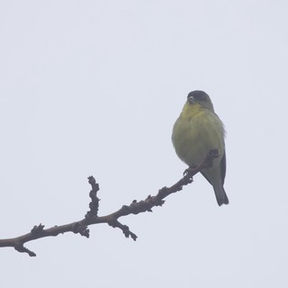 Yellow-Green Finch Perched on Winter Branch