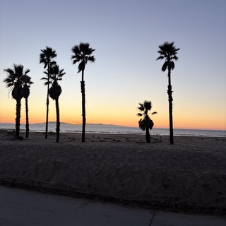 Palm Trees at Dusk on California Beach