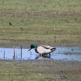 Northern Shoveler Drake Foraging in Shallow Wetland Pool