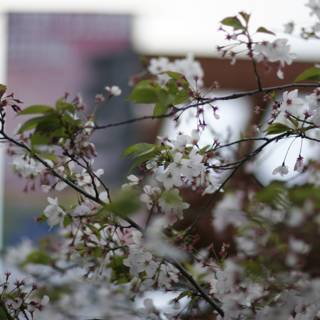Delicate Cherry Blossoms