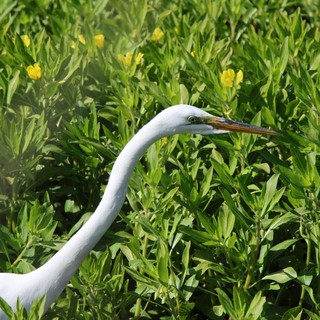 Great Egret Among Yellow Wildflowers in Wetland