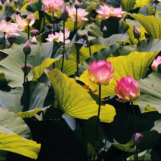 Blooming Lotus Paradise