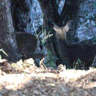 Woodland Encounter