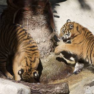 The Playful Tigers