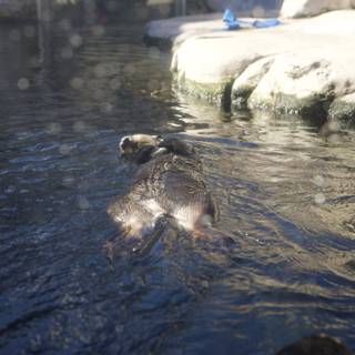 The Otter Side of Monterey Bay