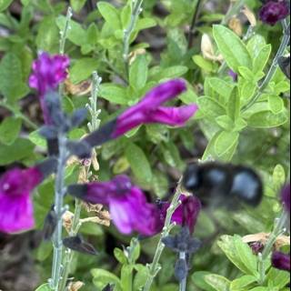 Dance of the Petals and Pollinators