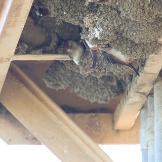 Cliff Swallows Building Mud Nests Under Bridge Eaves