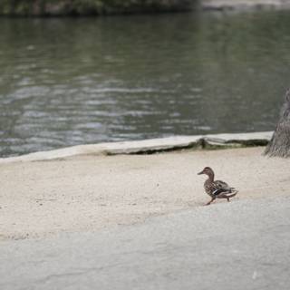 Mallard Duck Takes a Walk by the Lake
