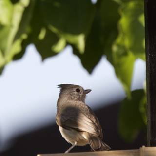 Perched in Serenity