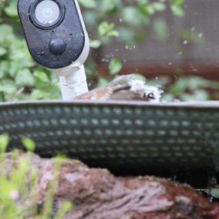Bird Bathing in Garden Fountain with Security Camera