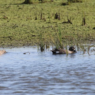Blue-winged Teals Foraging in Wetland Shallows