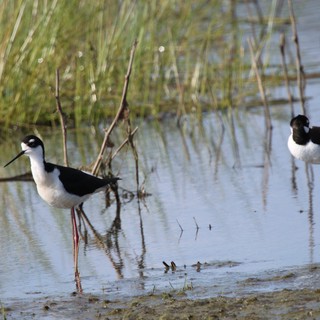 Black-necked Stilts Wading in Shallow Wetland Waters