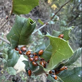 Ladybug Gathering on the Huckleberry Trail