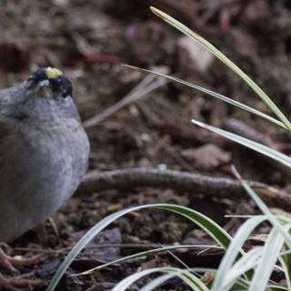 Curious Sparrow in its Natural Habitat