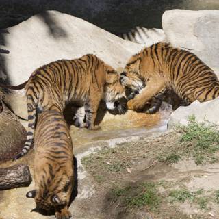Three Tigers Quenching Their Thirst