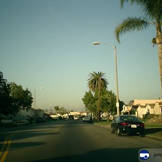 Palm-lined Street in the City