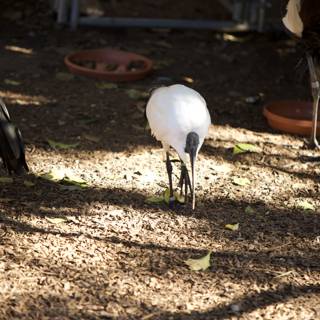 Avian Ensemble: November Gathering at SF Zoo