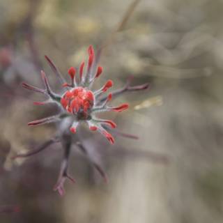Crimson Bloom