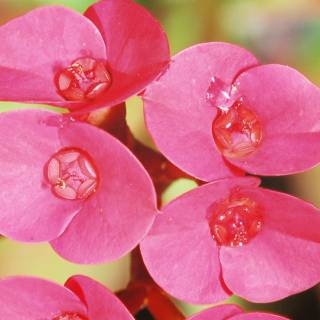 Geranium Petals with Water Drops