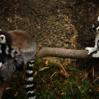 Lemur Duo at Oakland Zoo