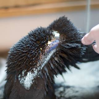 Cleaning a Bird's Feathers